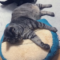 ちっぽ