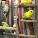 セキセイインコ4羽
