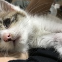 子猫の里親募集
