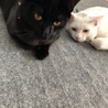 シロクロママ