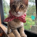 生後約3ヶ月かわいい麦わら猫麦ちゃん