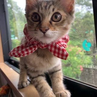 生後約3ヶ月かわいい麦わら猫麦ちゃん