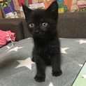 急募！黒猫ちゃん1カ月〜2ヶ月程度の里親様募集