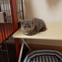 シャーちゃん！かぎしっぽ長毛グレー子猫