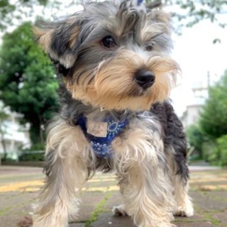 ヨークシャーテリアのジンくん