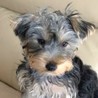 ヨークシャーテリアのジンくん サムネイル3
