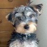 ヨークシャーテリアのジンくん サムネイル4