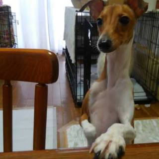 甘えん坊のイタグレ