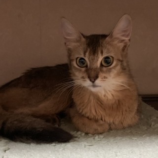 ずっとのお家を募集中