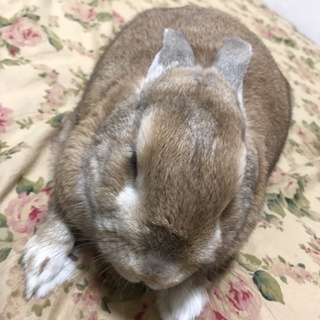 うさぎさん里親募集