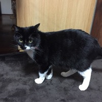たび