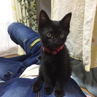 ちょび