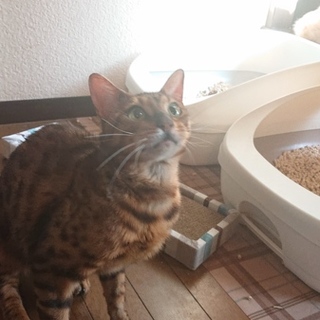 【交渉中】人間大好きベンガル♂のオウガくん