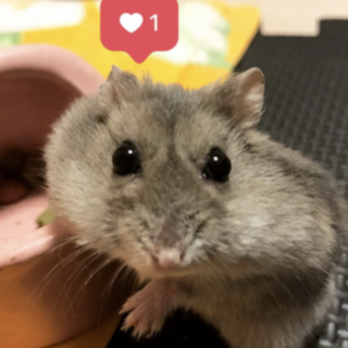 ハムスター 里親募集 福知山