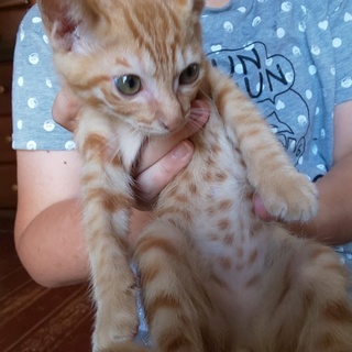 生後２、３ヶ月の子！！ 