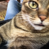 きい