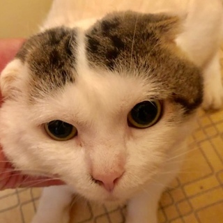 可愛い猫を飼えなくなりました。