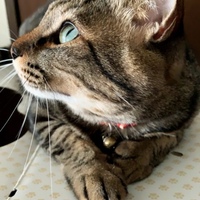 トラ