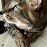トラ