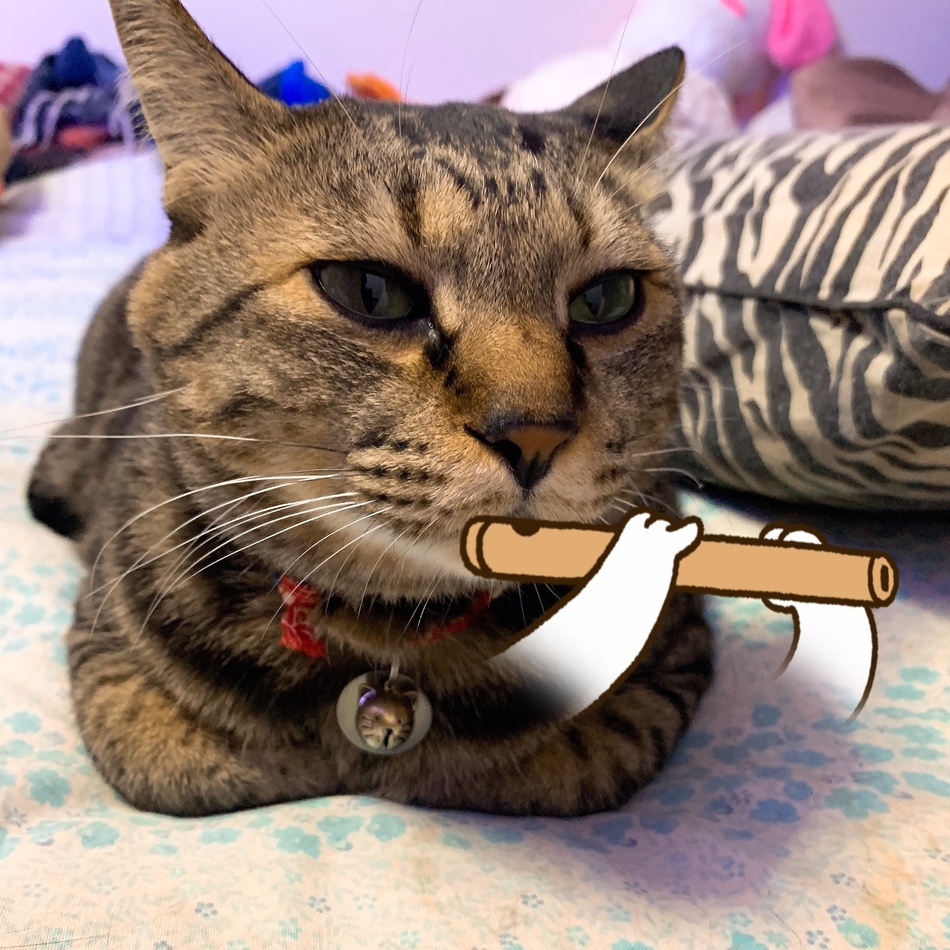 トラのカバー写真
