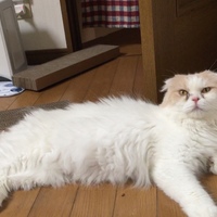 マシュマロ