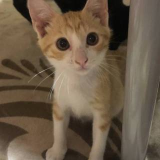 悠くんを、いっぱい！可愛がってください。