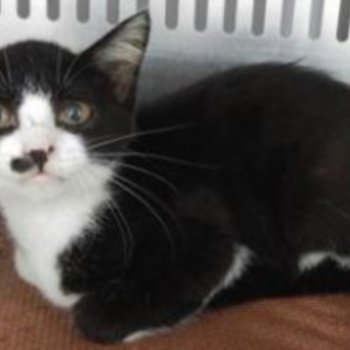 譲渡されました。