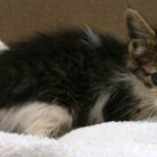 譲渡されました。