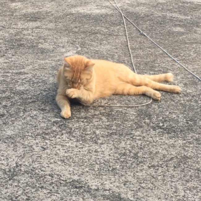 さくらのカバー写真