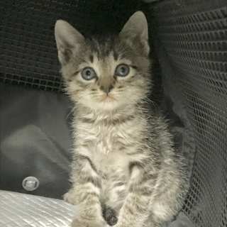 子猫の里親募集