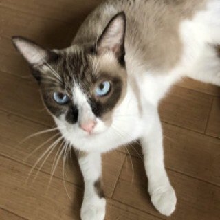 ありがとうございます