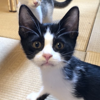 のらくろ風イケメン子猫