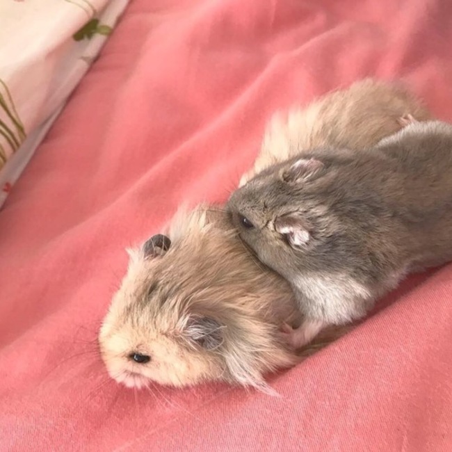 はむむむむむのカバー写真