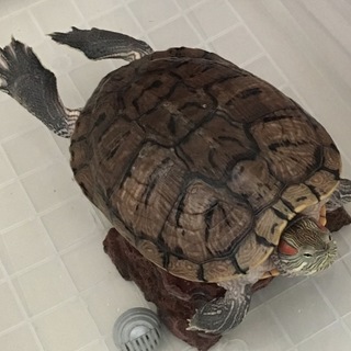 ミドリガメ大切に飼って下さる方へ♡里親決定☆