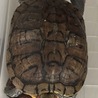 ミドリガメ大切に飼って下さる方へ♡里親決定☆ サムネイル3