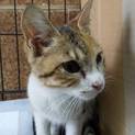 子猫 里親さん募集