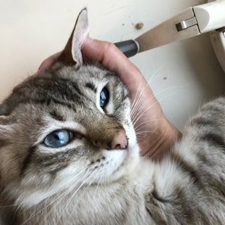 雪山くんをよろしくお願いします！