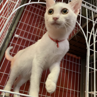 きりっと美人さん