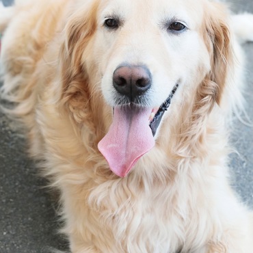 夏の街興しイベントにモモモデルとして参加