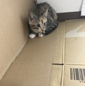 生後3ヶ月弱の子猫2匹です。