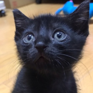 真っ黒ツヤツヤ甘えん坊