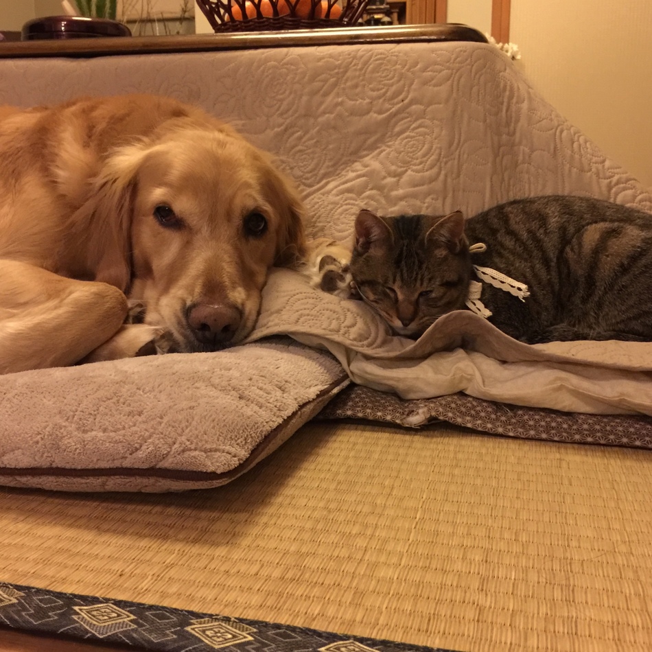 さくらのカバー写真