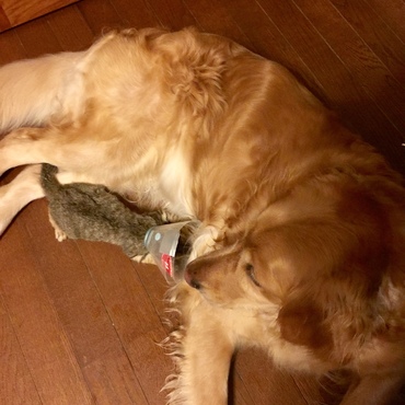 保護した子猫を 優しく育ててました。