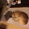 さくらママといつも一緒