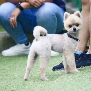 ぬいぐるみじゃないよ！ポメラニアンの男の子