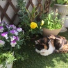 保護猫2代目 りんごちゃん。ある日 うちにやってきた三毛猫ちゃん  
