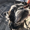 コロコロ助