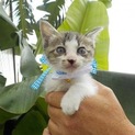 可愛い子猫くん！【2〜3ヶ月】