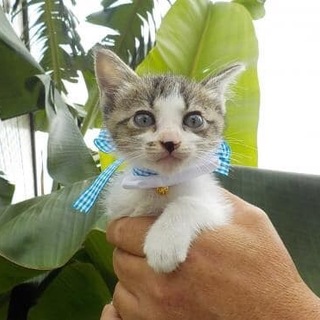 可愛い子猫くん！【2〜3ヶ月】