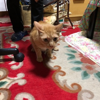 レオ君１２歳です。